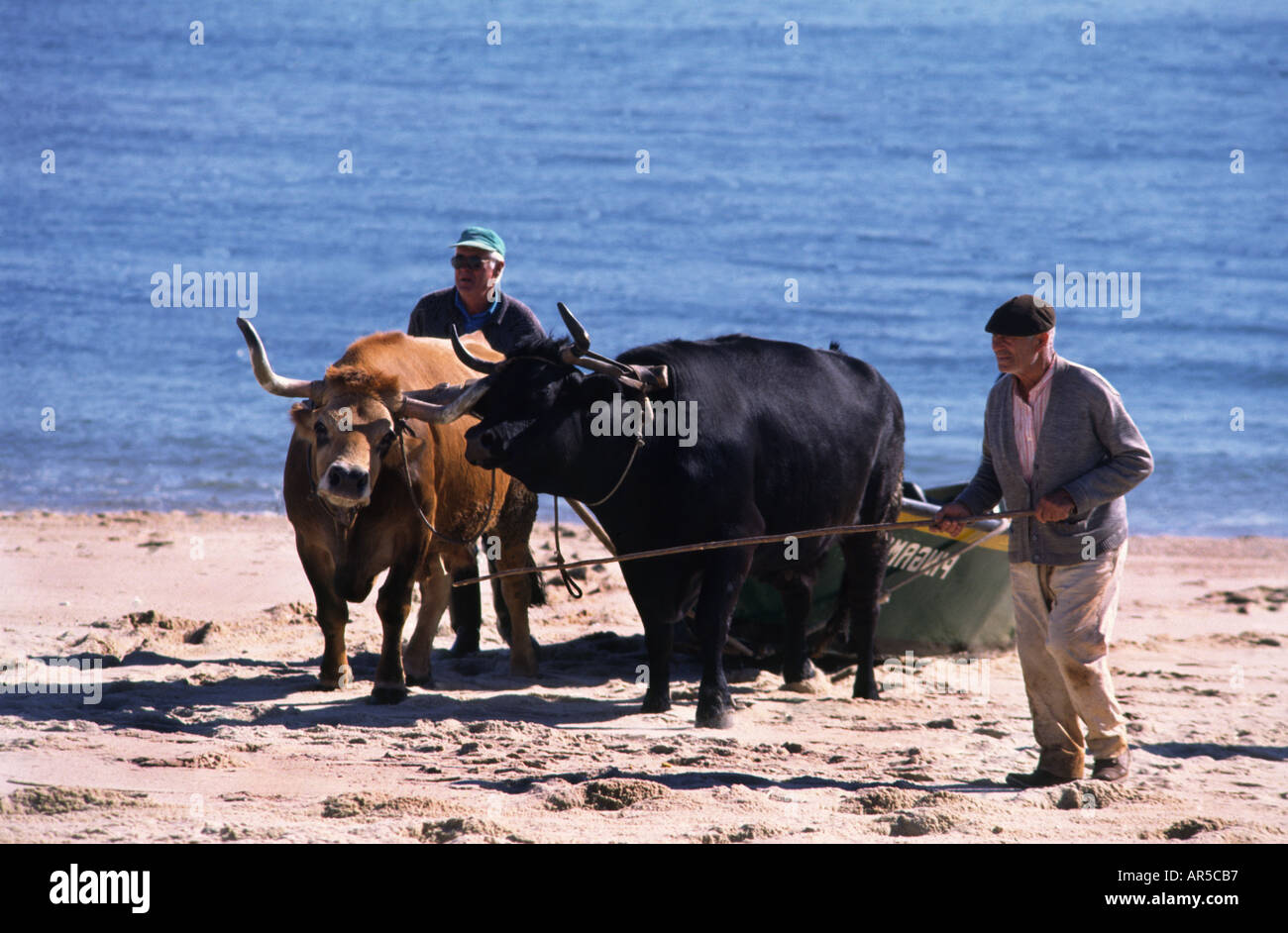 Uso del pescatore bufalo d'acqua per il traino di una barca su una spiaggia a Figueira de Foz, Portogallo. Foto Stock