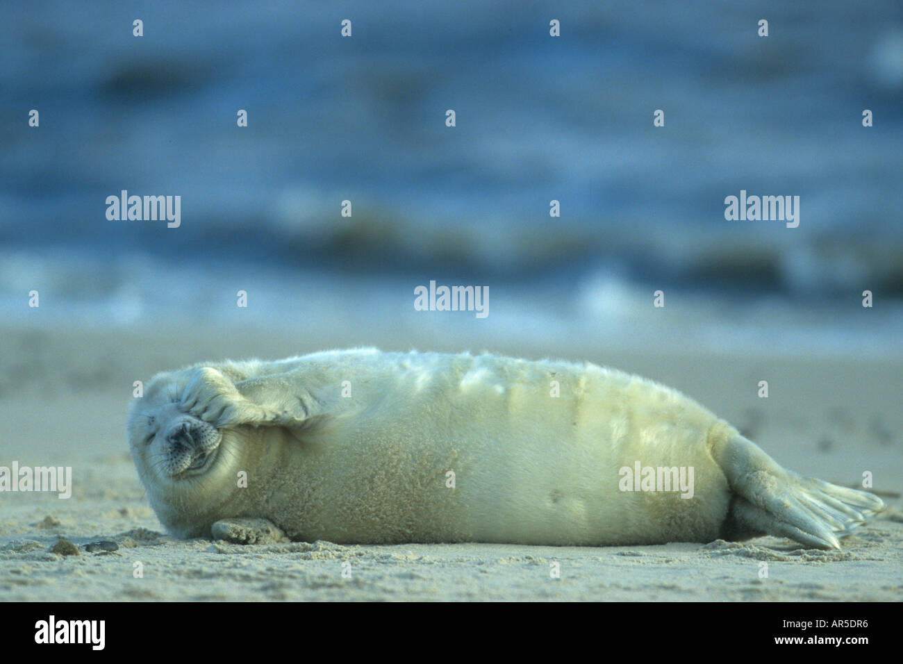 Guarnizione grigio, Kegelrobbe, Europa, Germania, Halychoerus grypus, cub Foto Stock