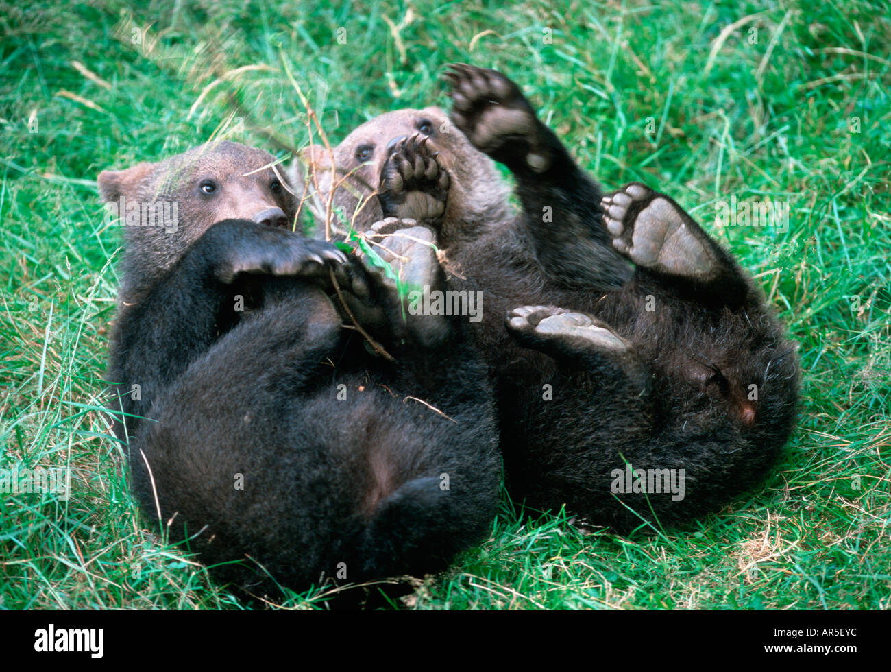 Unione di orso bruno Braunbear, Ursus arctos, Europa, Germania, NP Bayerischer Wald Foto Stock