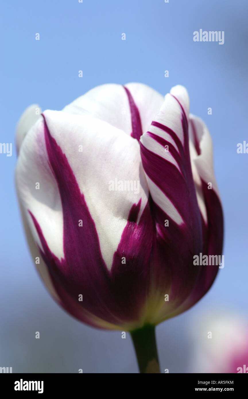 TULIPA ZUREL Foto Stock