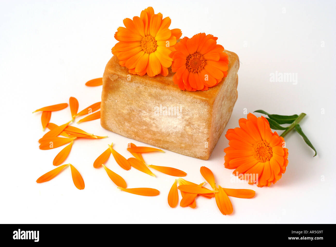 Sapone alla calendula Calendula officinalis Foto Stock