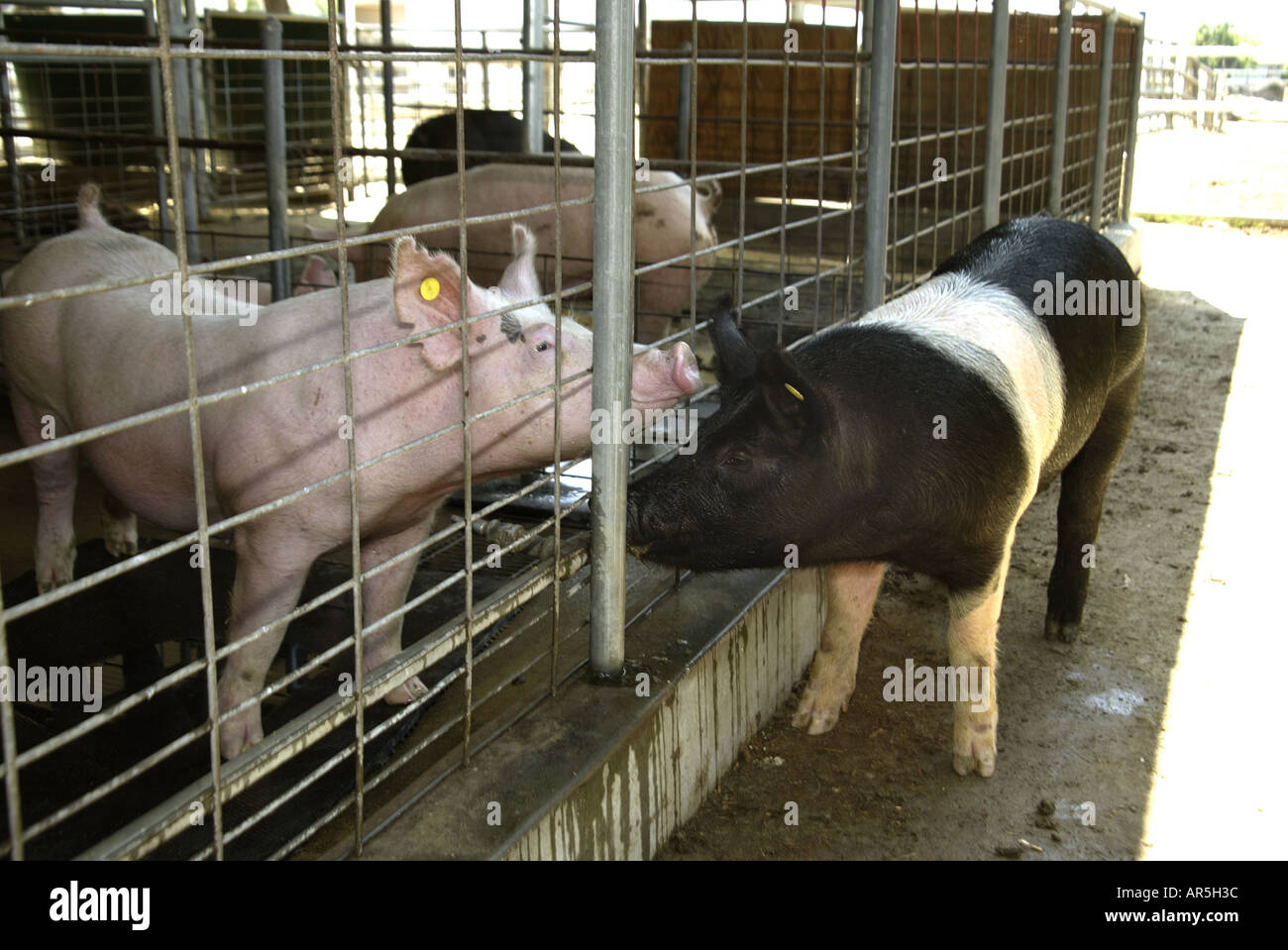 Due maiali socializzare in un granaio di una scuola di zootecnia programma facility in Fullerton California USA Foto Stock