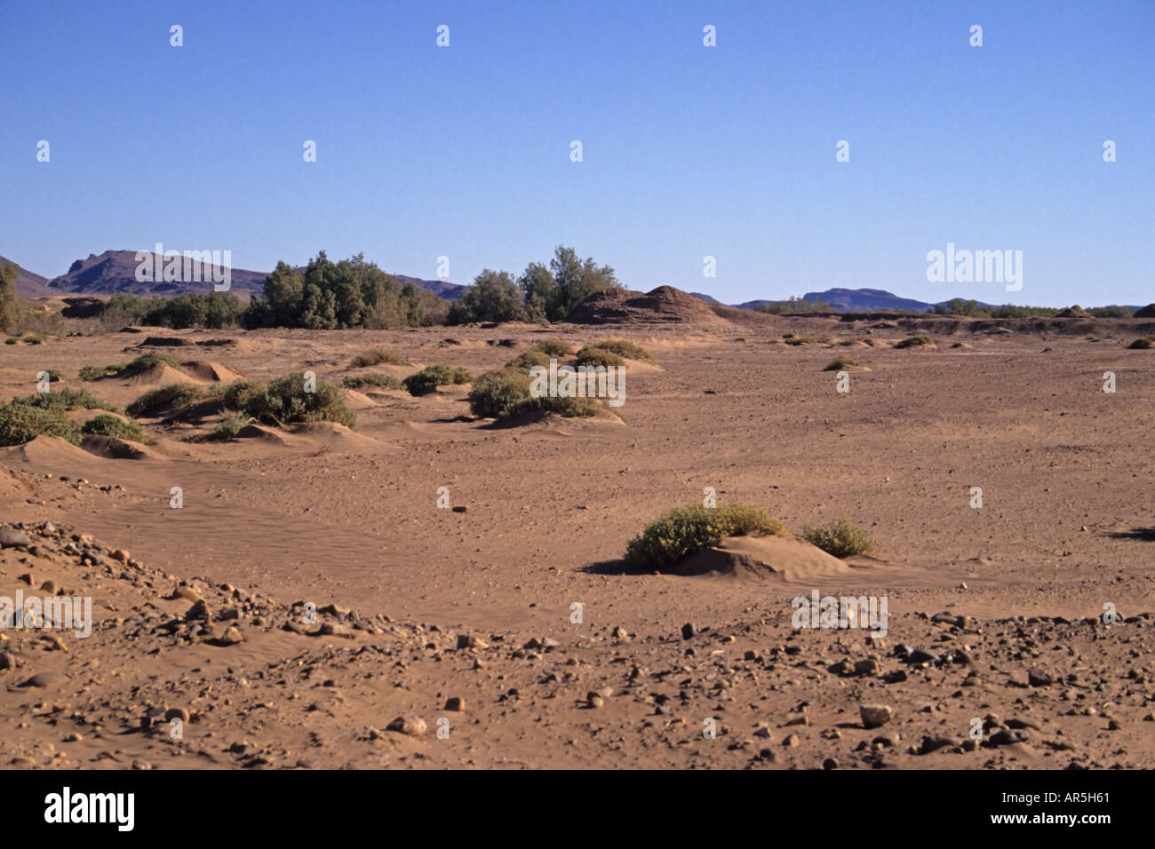 Deserto e spazzola in Marocco Foto Stock