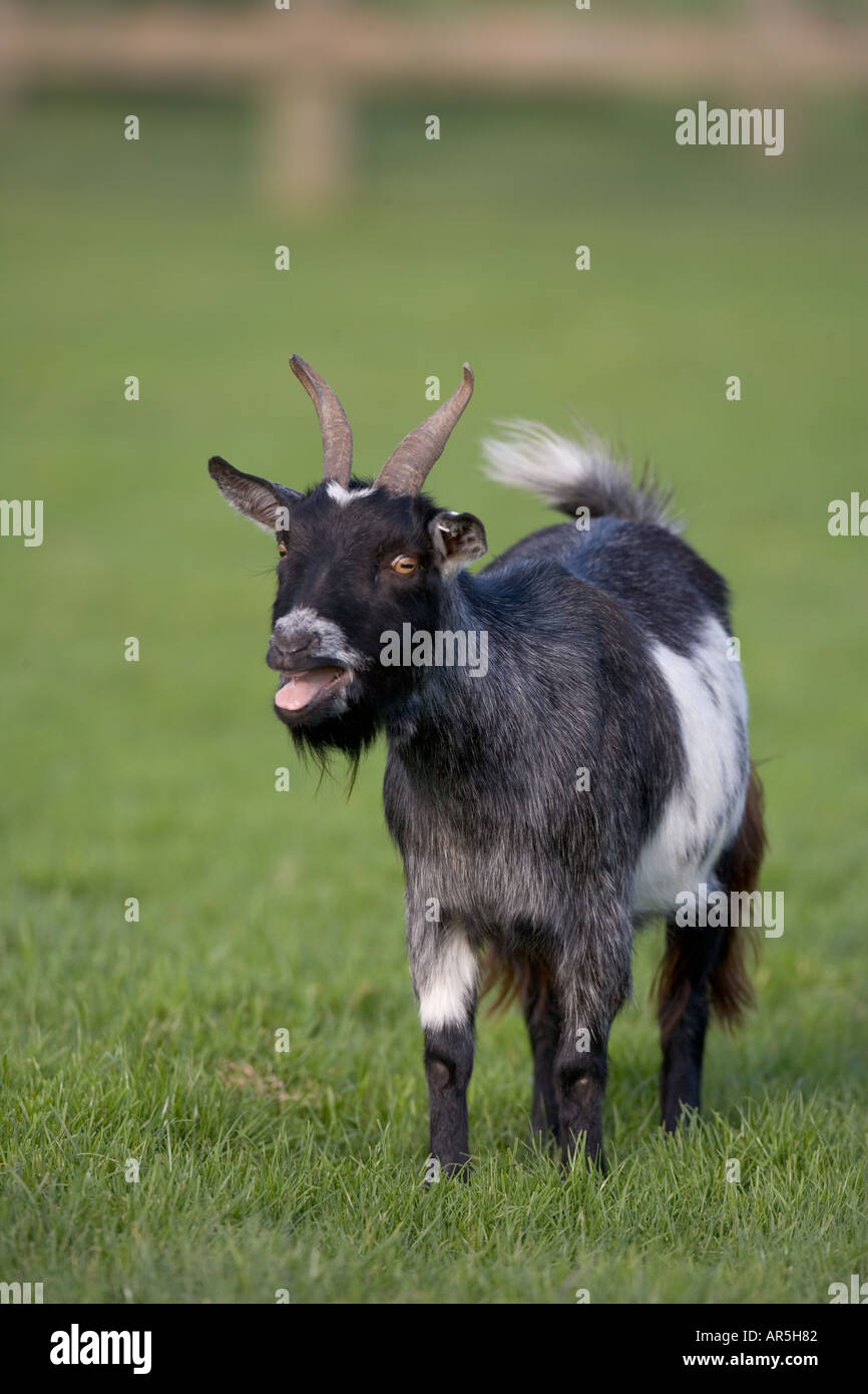 Pigmei chiamata capra Foto Stock