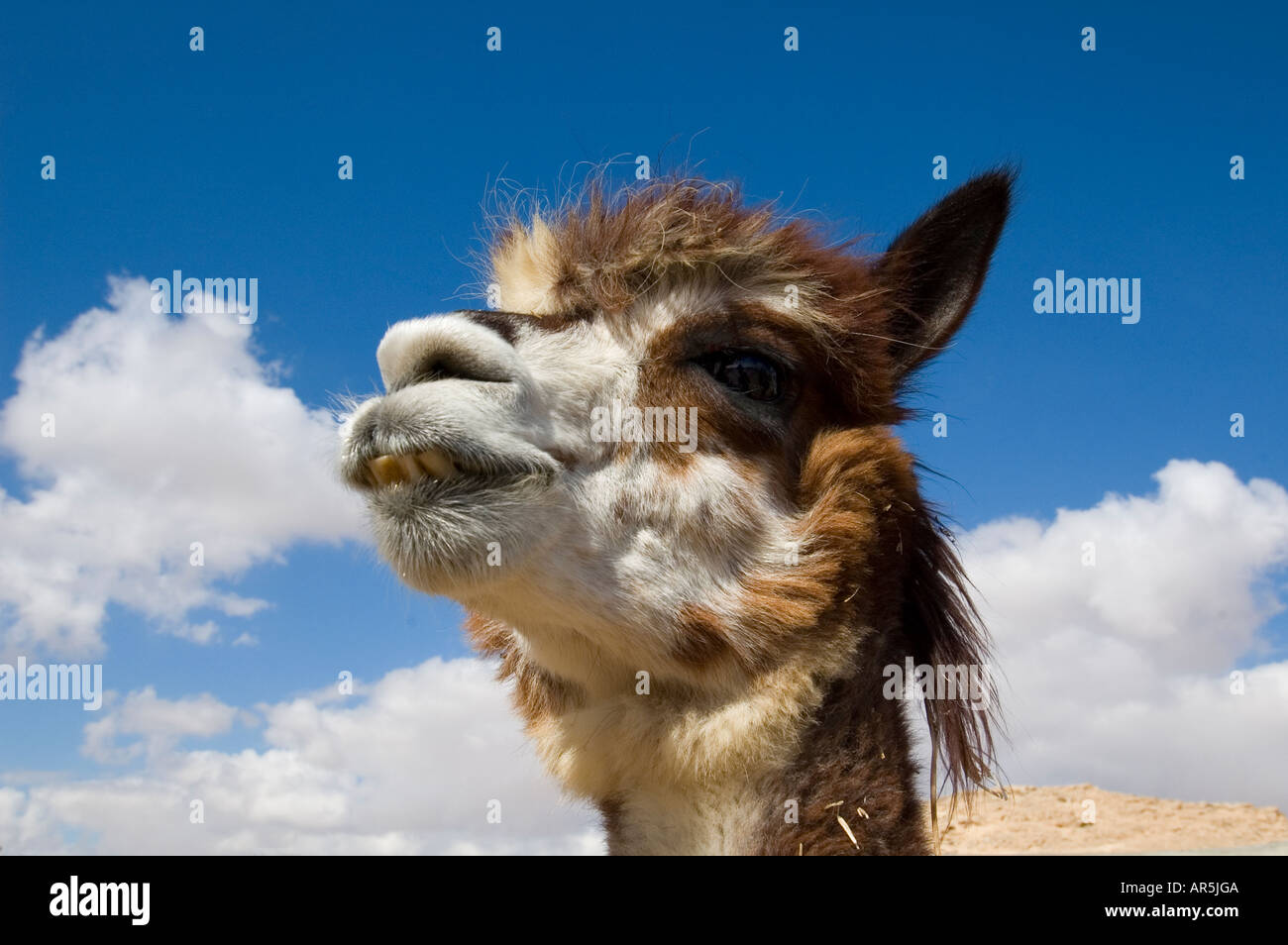 Headshot di Alpaca Foto Stock