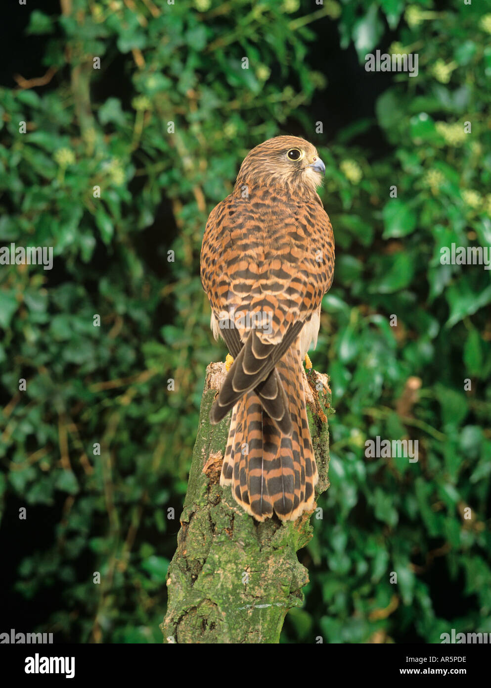 Il Gheppio Falco femmina tinnunculua Foto Stock