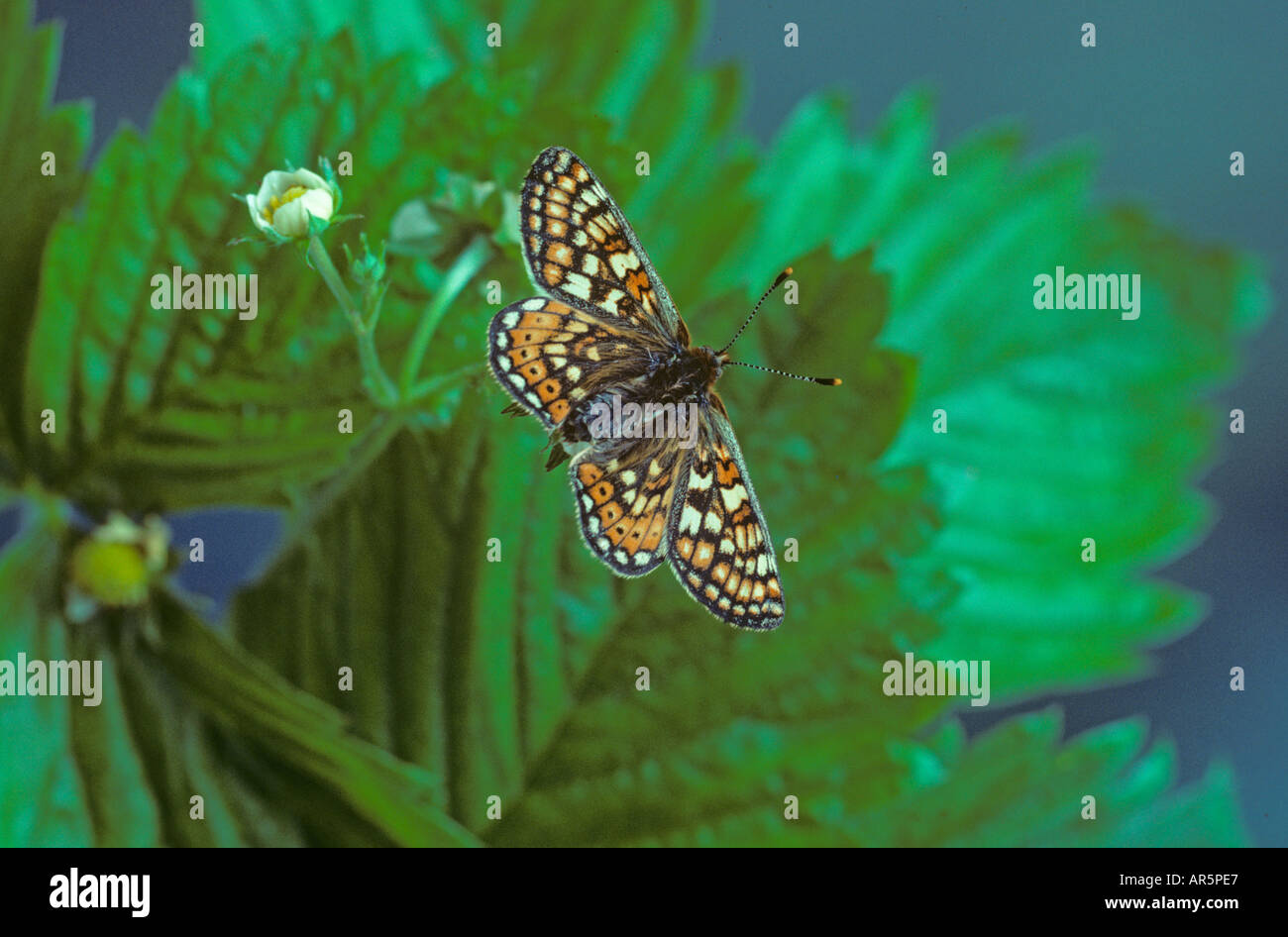 Marsh Fritillary Euphydryas aurinia Foto Stock