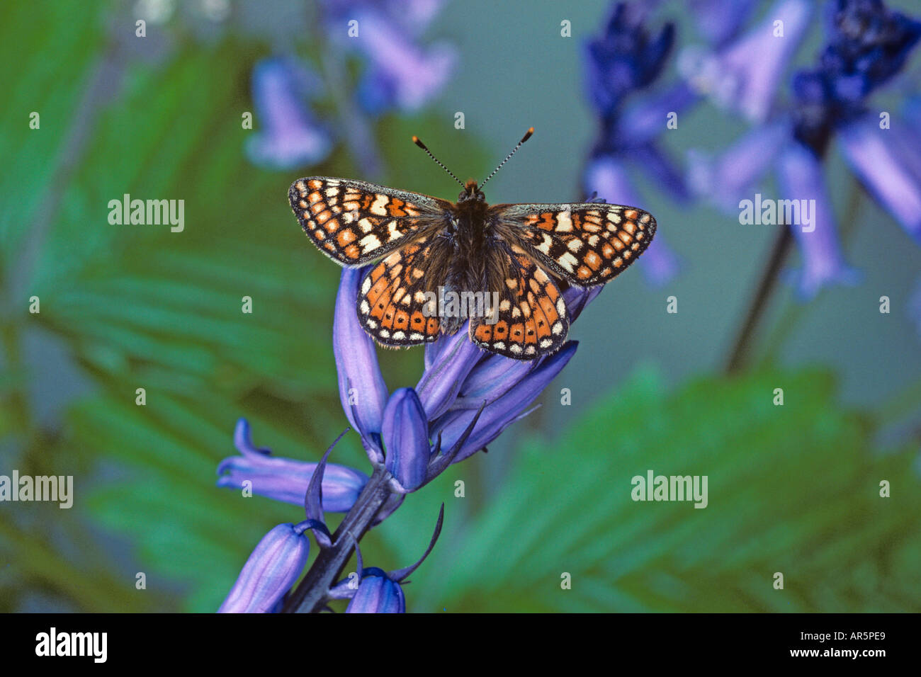 Marsh Fritillary Euphydryas aurinia Foto Stock