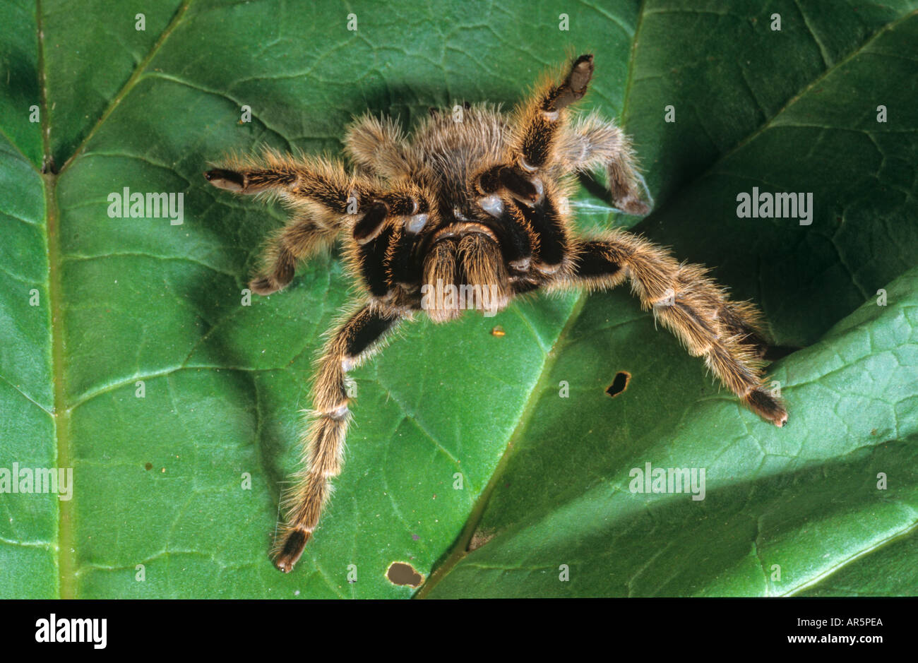 Rossa messicana impastare Tarantola Tarantola bracypelma smithi Foto Stock