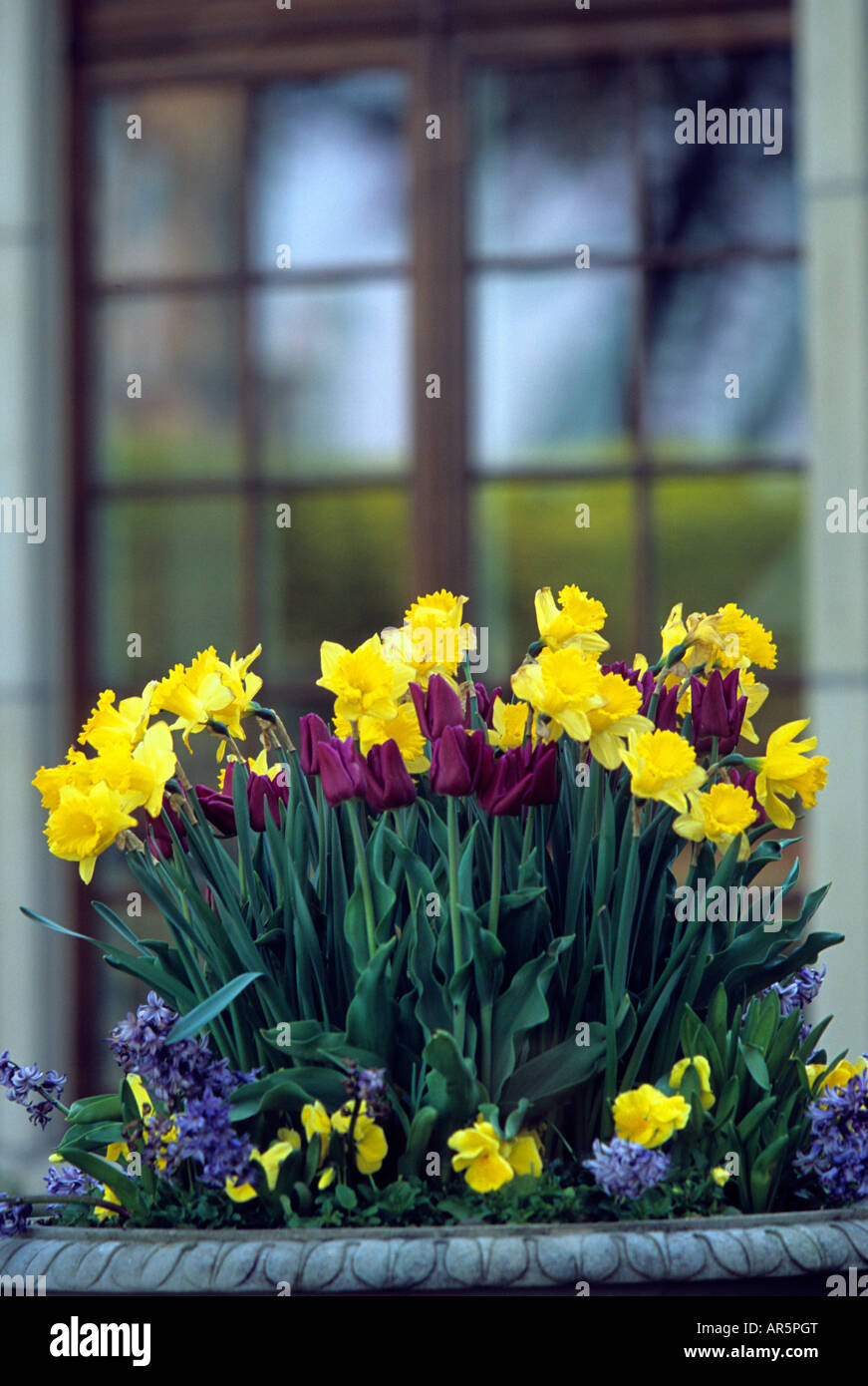 Contenitore di narcisi, tulipani, PANSIES E UVA GIACINTI presso la Minnesota HOME. Maggio. Foto Stock