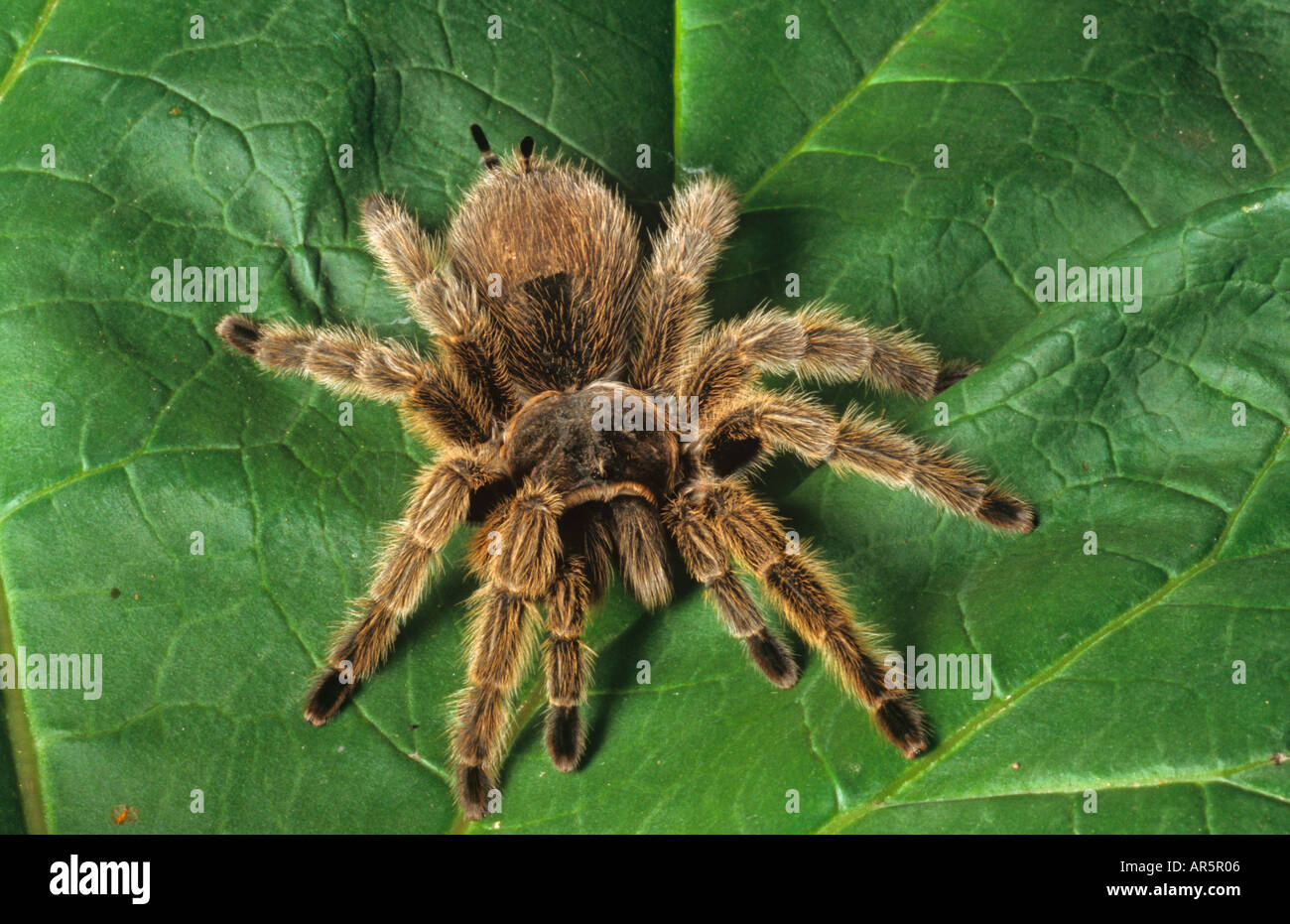 Red impastare Tarantola Tarantola bracypelma smithi Foto Stock