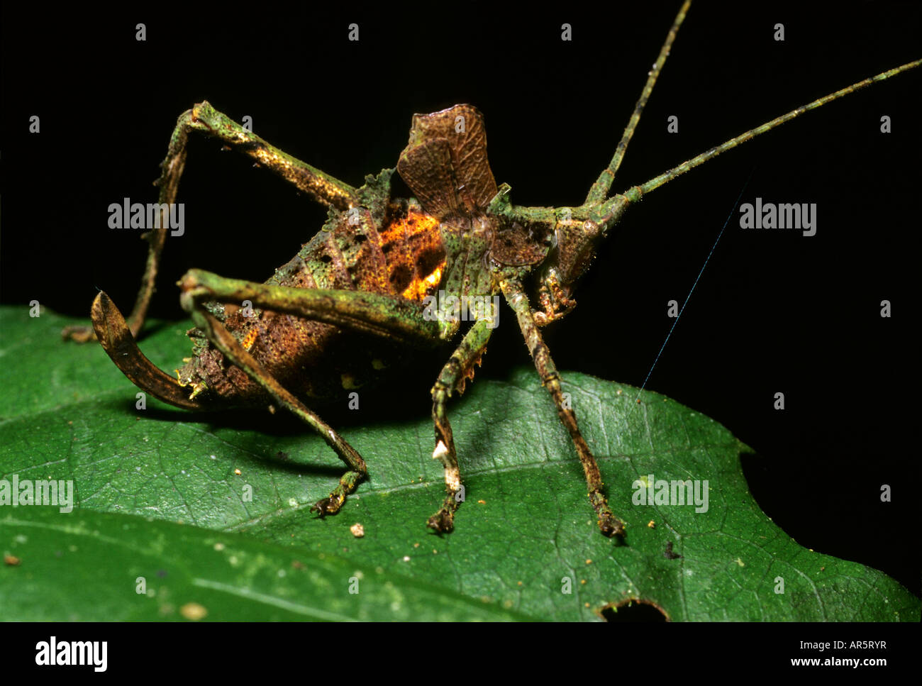 Stadio Nymphal di katydid, analizzato Hot Springs, Monte Parco Kinabalu Sabah, Malesia. Foto Stock