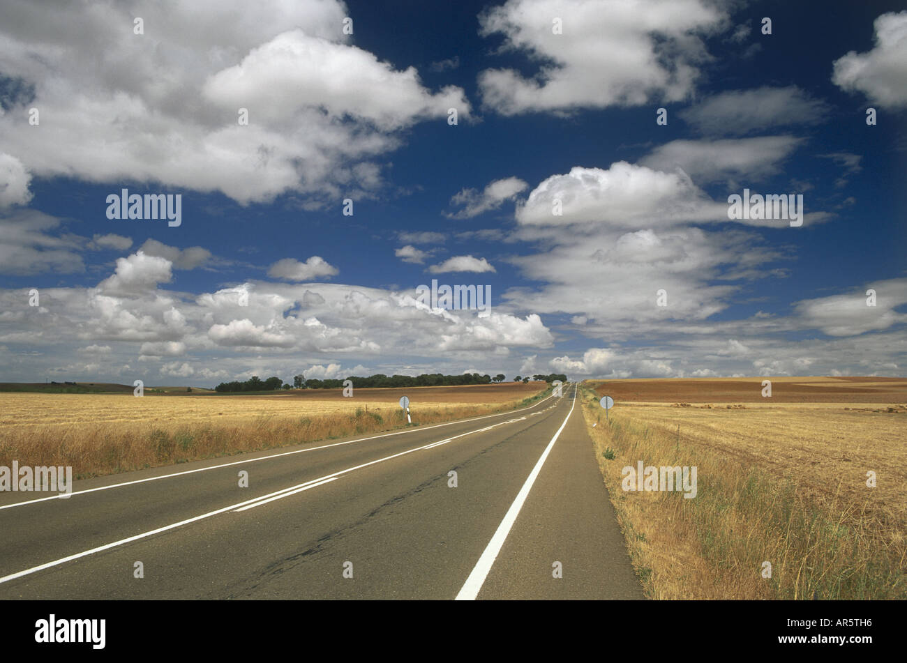 Campo di mais e road, vicino a Castrotierra, Provincia Leon, Castiglia-Leon, Spagna Foto Stock