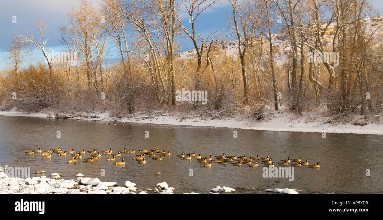 Idaho città di Boise Stormo di oche canadesi in appoggio nel fiume Boise inverno Foto Stock