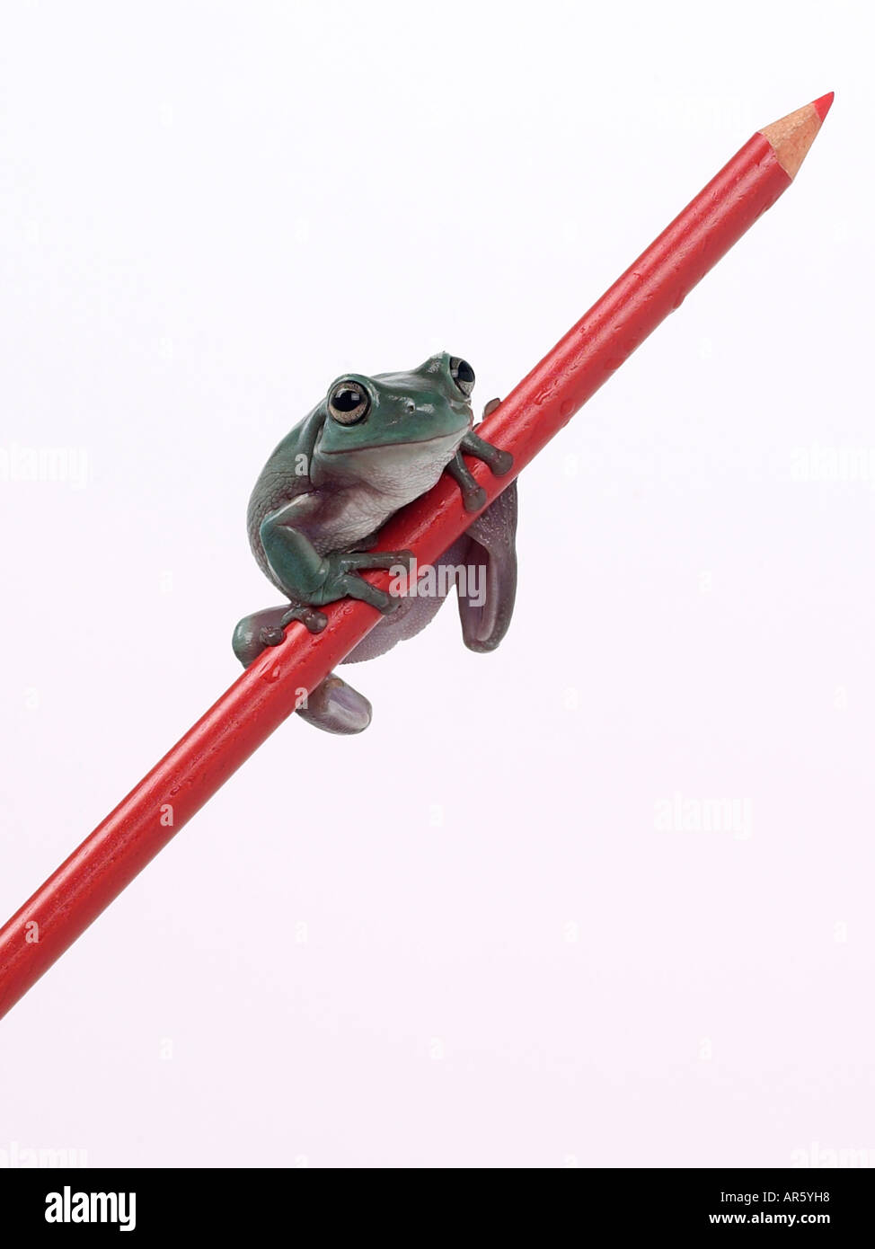 Raganella di tenere su il centro di una matita rossa. Foto Stock