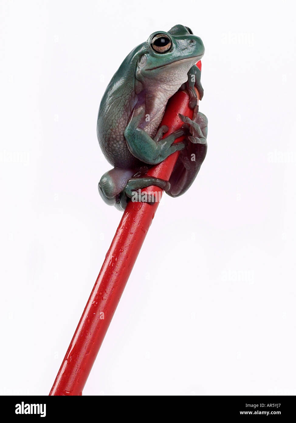 Un ranocchio verde tenuta su di una matita rossa. Foto Stock