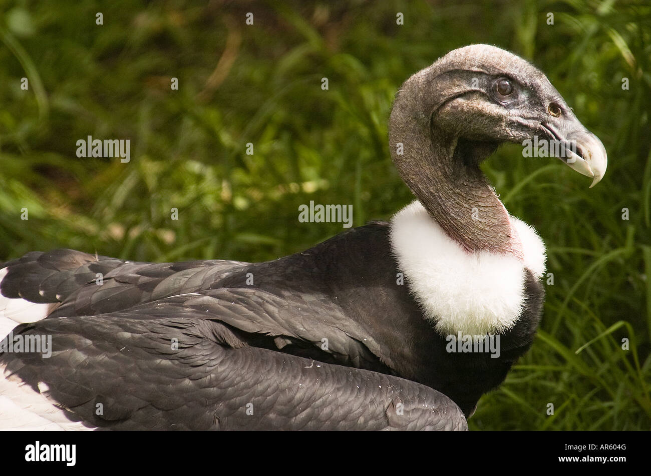 Colpo alla testa di un condor andino Vultur gryphus Foto Stock