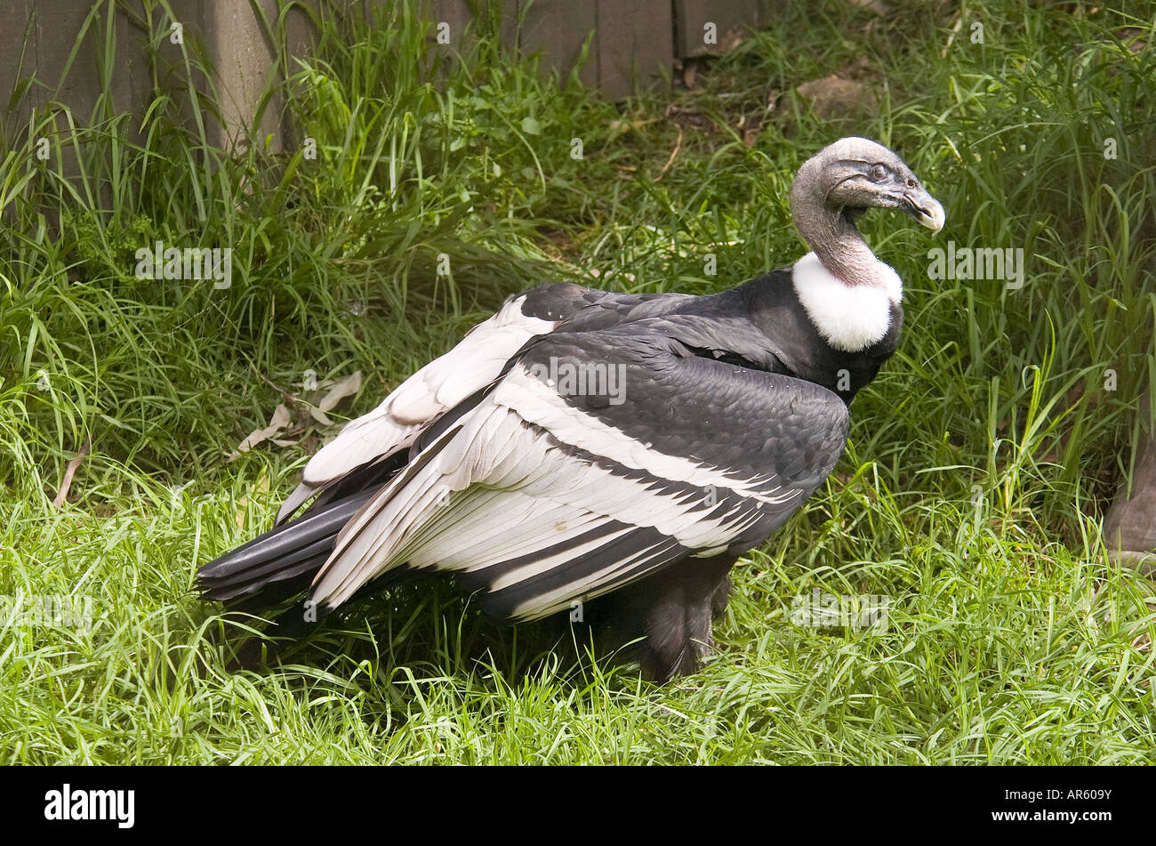 Condor andino Vultur gryphus Foto Stock