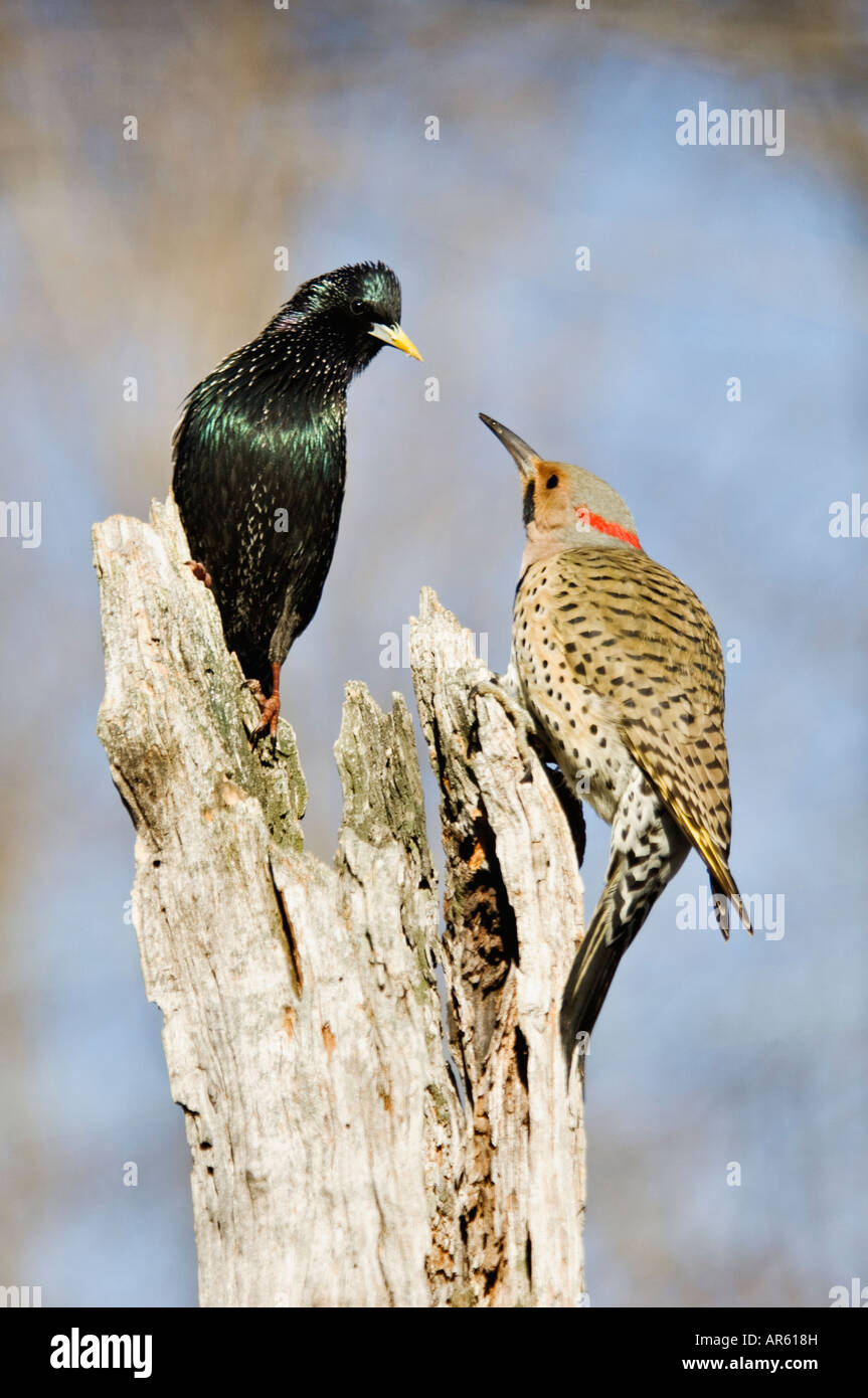 Starling e Northern sfarfallio su albero morto tronco in lotta per le risorse alimentari di Floyd County Indiana Foto Stock
