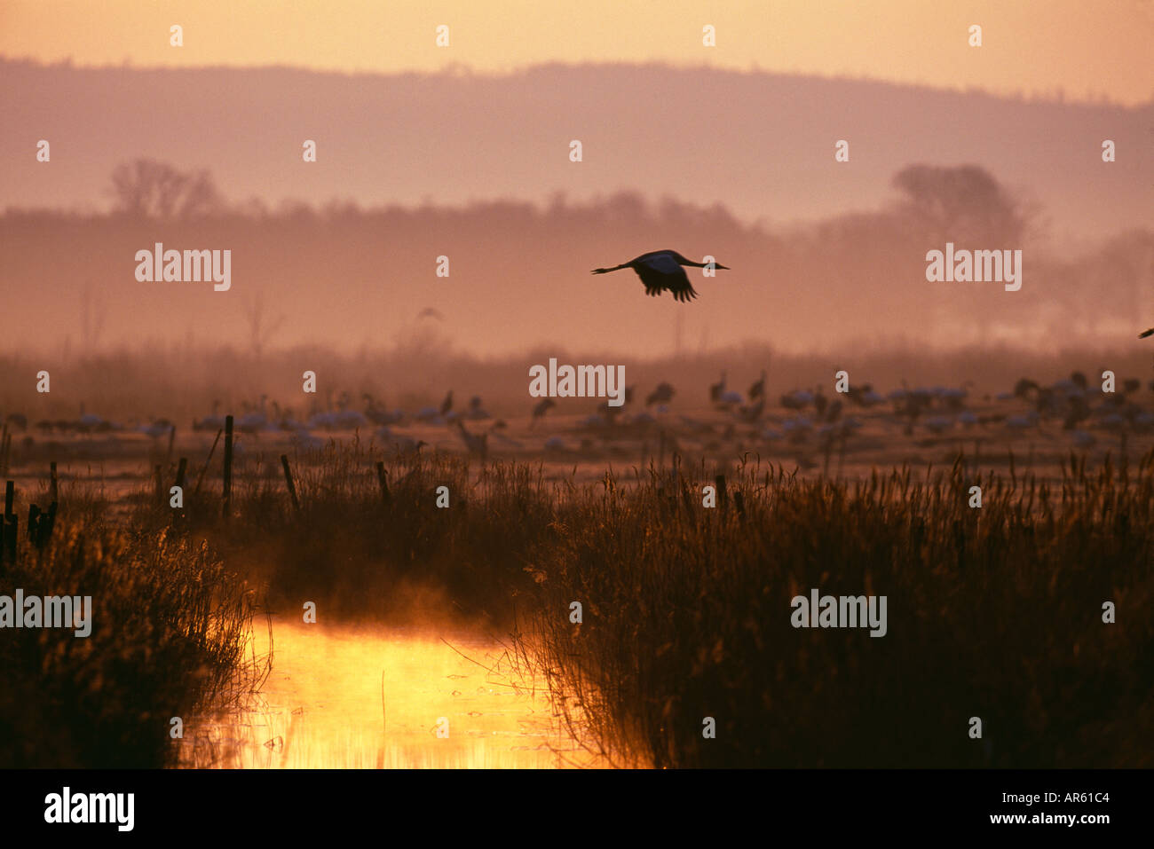 Gru comune grus grus lone adulto battenti attraverso paludi all'alba Hornsborga Svezia Aprile Foto Stock