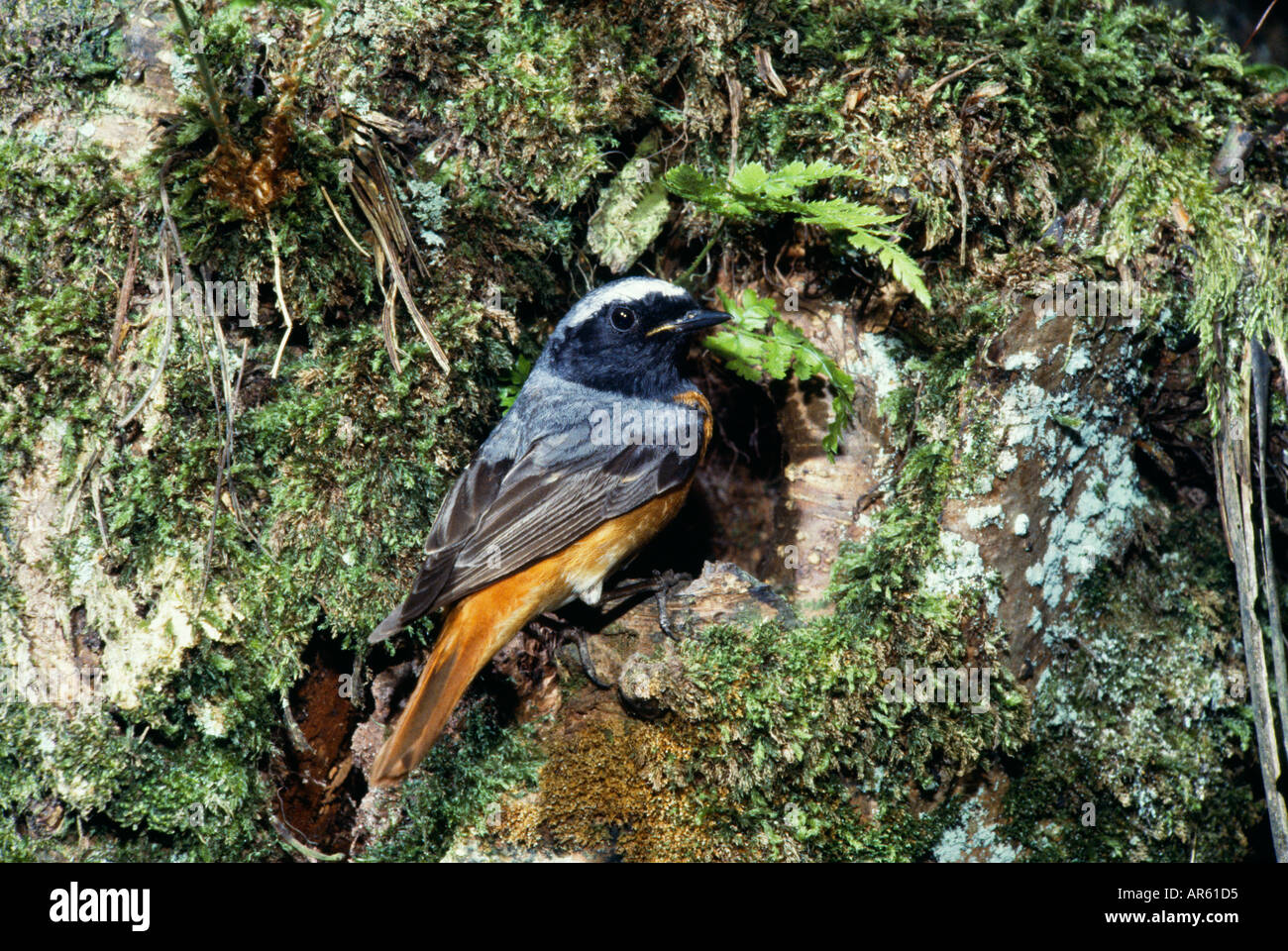 Redstart Phoenicurus phoenicurus maschio a foro di nido Wales UK Foto Stock