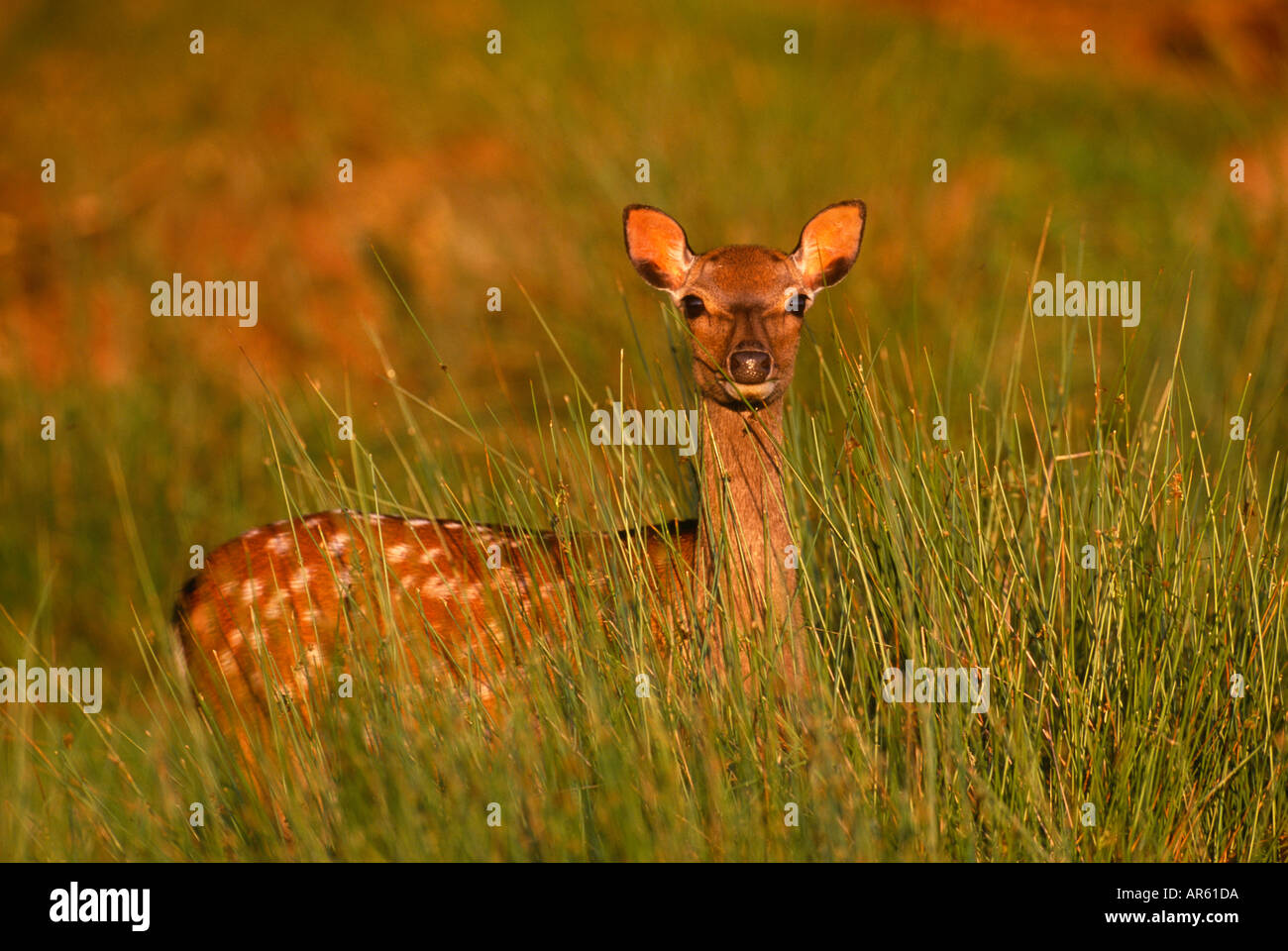 Sika deer Cervus nippon doe Kent estate REGNO UNITO Foto Stock