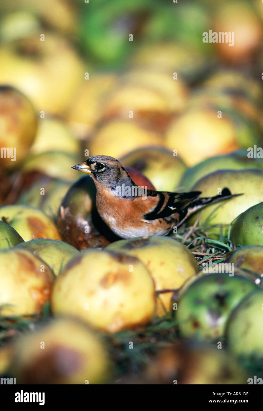 Brambling Fringilla montifringilla inverno REGNO UNITO Foto Stock
