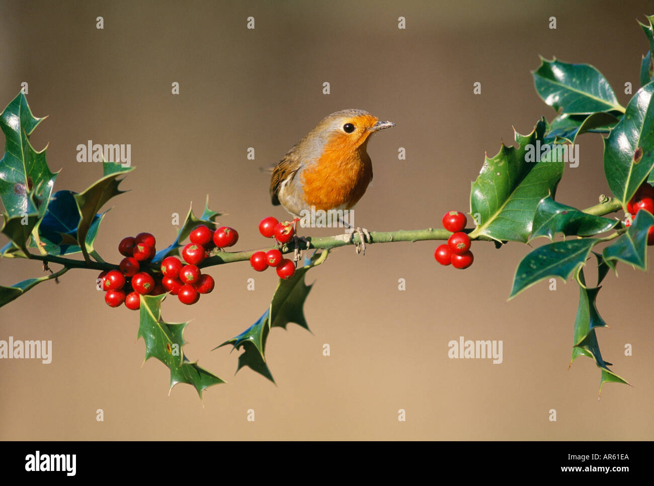 Robin Erithacus rubecula alimentazione su holly bacche inverno regno unito Foto Stock