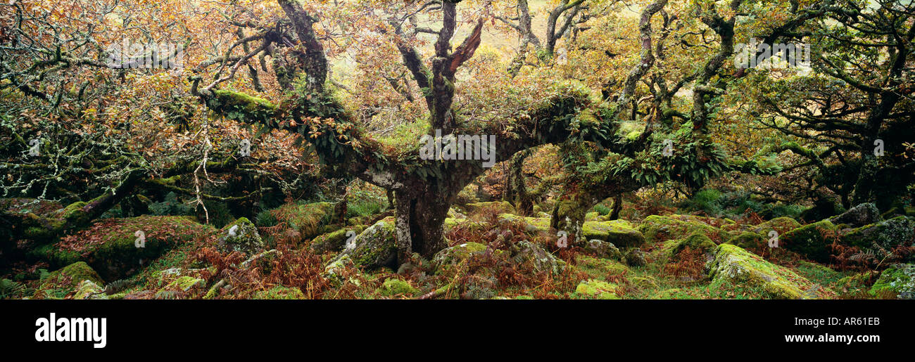 Antica quercia sessile foresta legno Wistmans NNR Dartmoor Devon Regno Unito Foto Stock