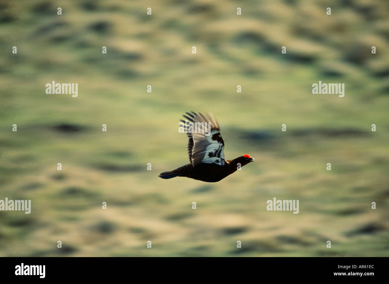 Red Grouse Lagopus lagopus scoticus battenti su grouse moor Yorkshire Dales REGNO UNITO Foto Stock