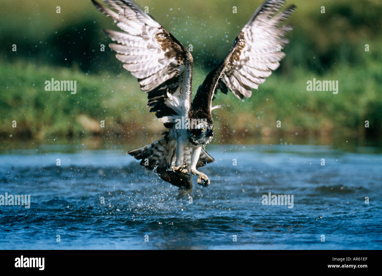 Unione Osprey Pandion haliaeetus con trote Foto Stock