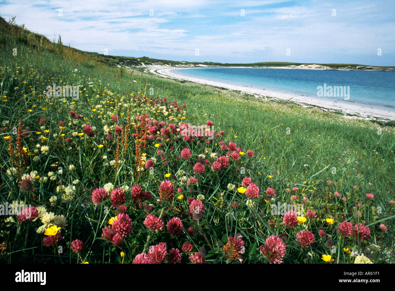 Trifogli vecce e altri fiori selvatici che crescono su il Machair di Balranald riserva RSPB North Uist Ebridi Esterne della Scozia Foto Stock