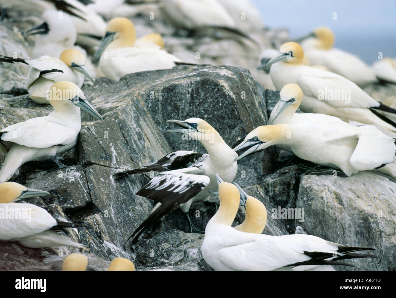 Gannett Sula bassana aggressione territoriale Bass Rock Scozia Scotland Foto Stock