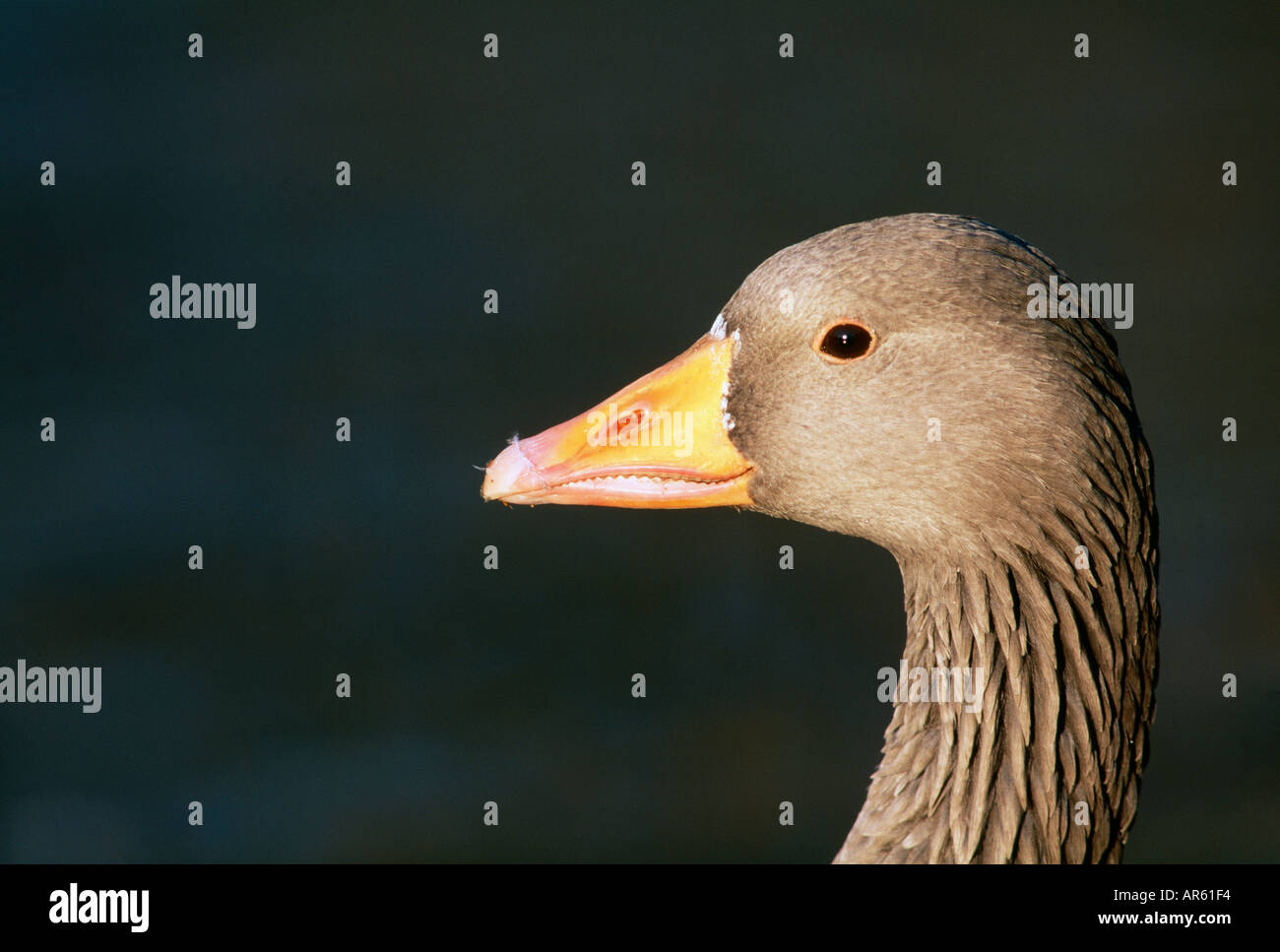 Graylag Goose Anser anser Scozia inverno Foto Stock