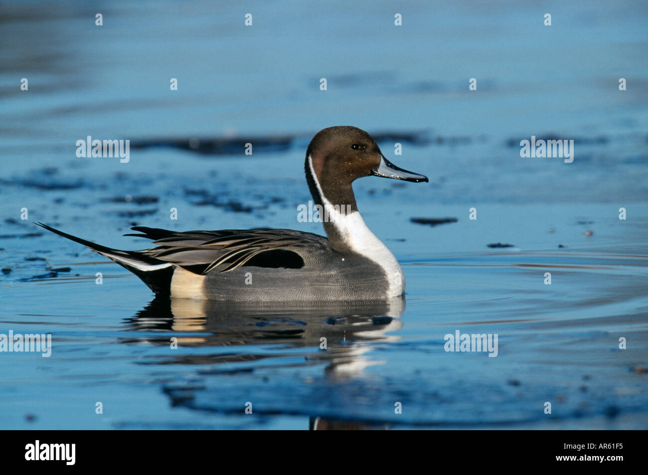 Pintail Anas acuta maschio su parzialmente coperto di ghiaccio pond UK Winter Foto Stock