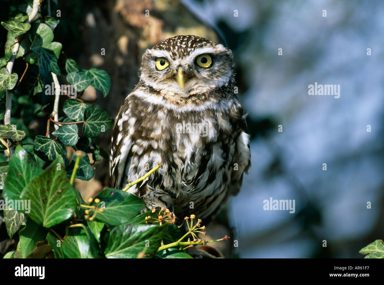 Civetta Athene noctua inverno Dorset Regno Unito Foto Stock