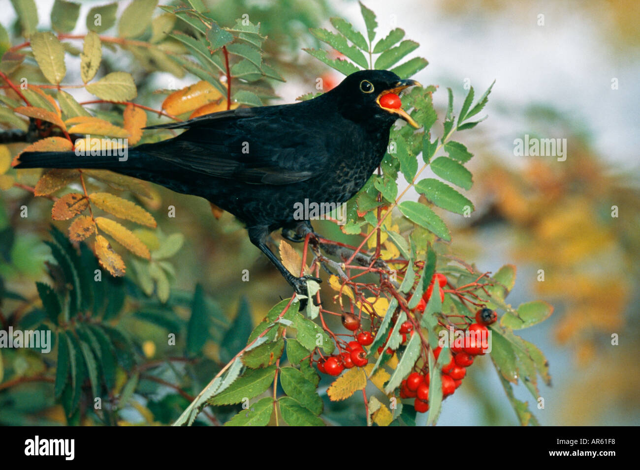 Merlo Turdus merula alimentazione maschio su Rowan bacche autunno REGNO UNITO Foto Stock