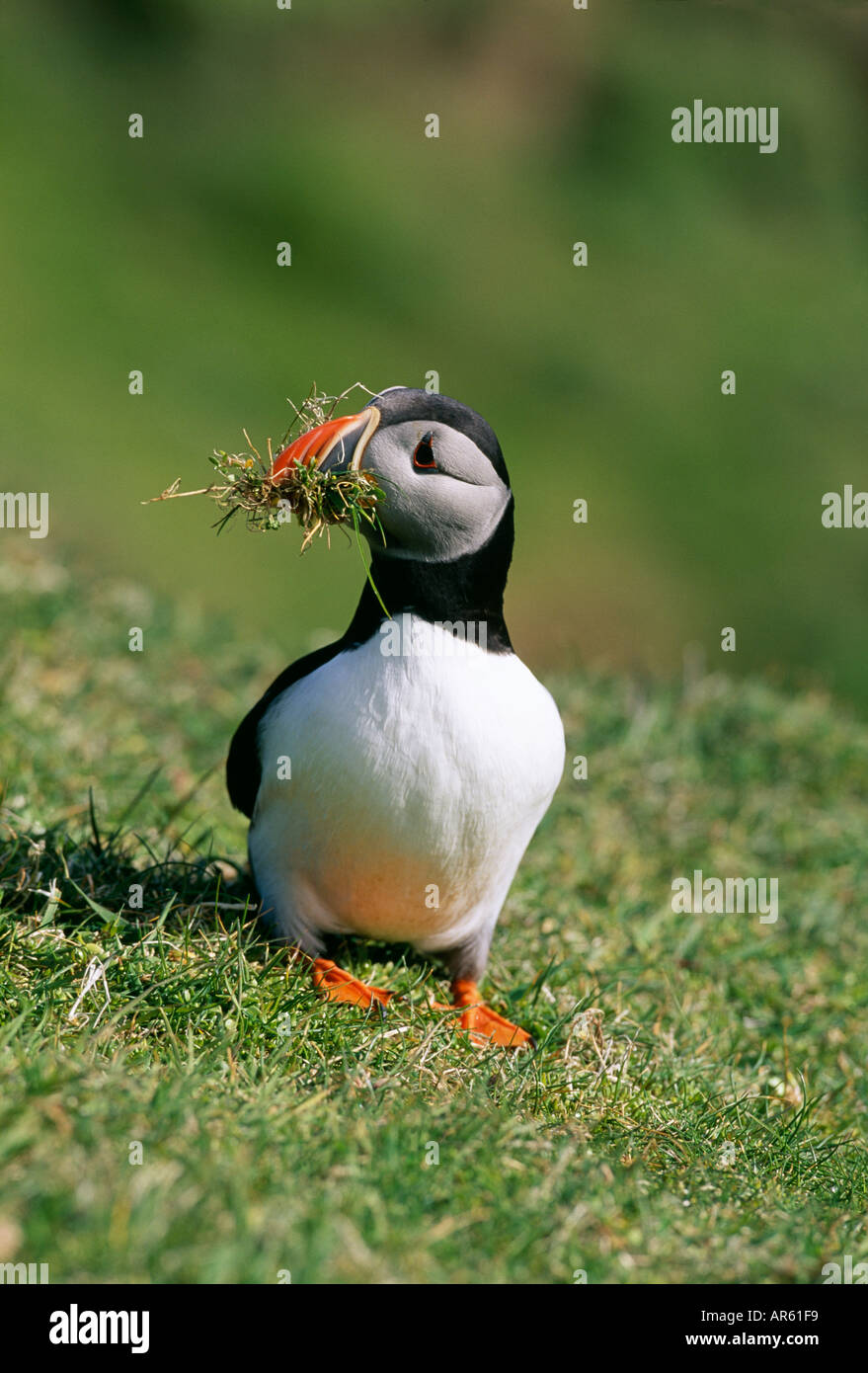 Puffin fratercula arctica la raccolta di materiale di nidificazione Shetland giugno REGNO UNITO Foto Stock