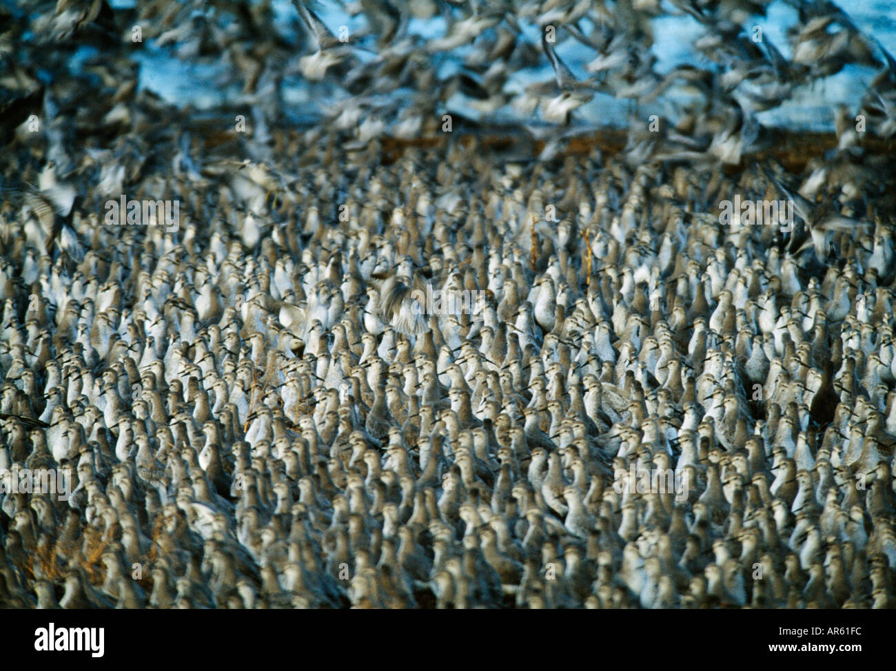 Nodo Calidris canutus grandi sono ' appollaiati gregge di lavaggio invernale di Norfolk Foto Stock