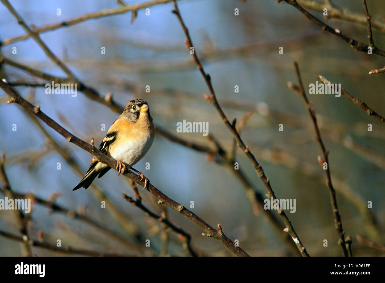 Brambling Fringilla montifringilla inverno REGNO UNITO Foto Stock