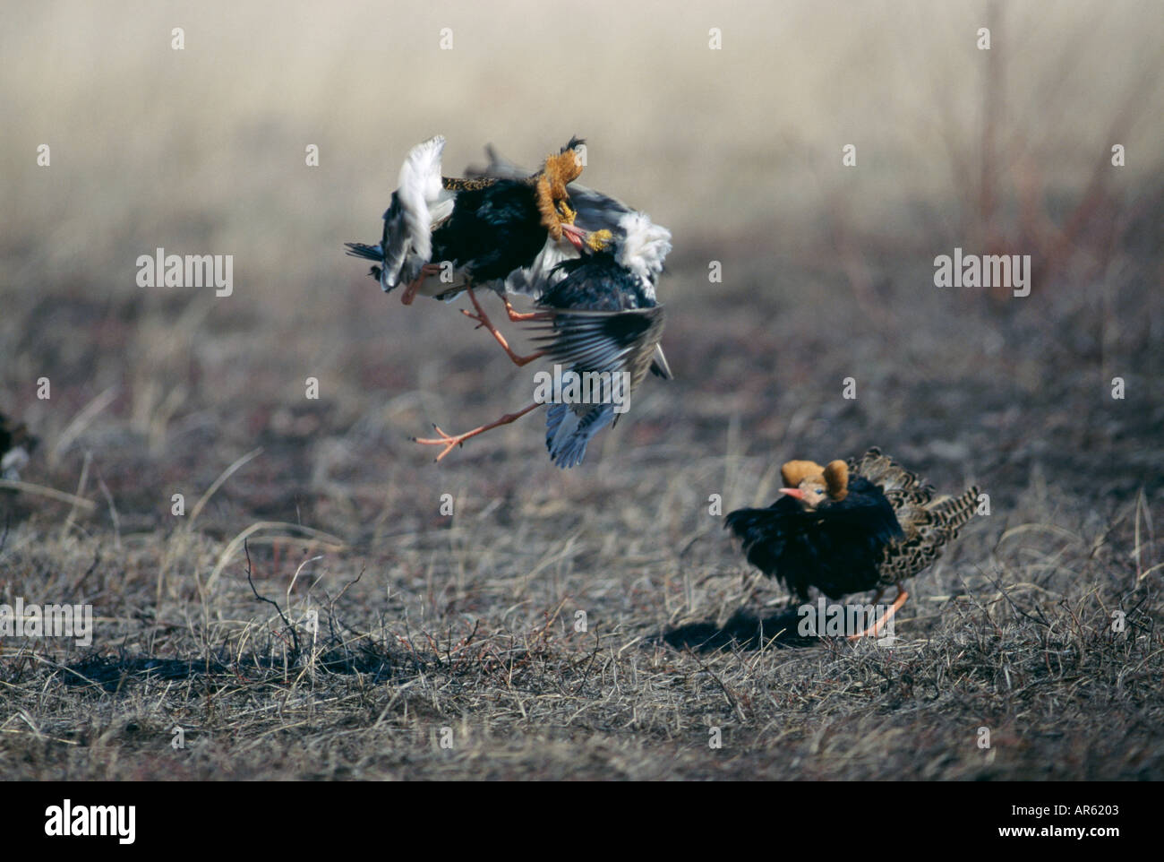Ruff Philomachus pugnax maschi le spirali sulla lek Finlandia può Foto Stock