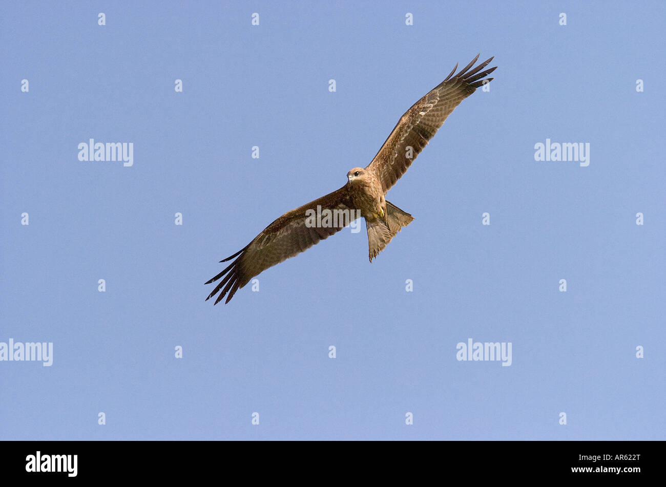 Nibbio bruno Milvus migrans in volo Accipitridae include molti altri rapaci diurni aquile poiana harrier Foto Stock