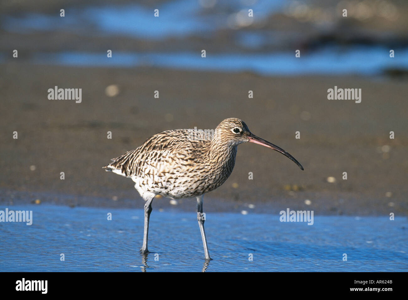 Curlew Numenius arquata alimentazione sulle velme a Lindisfarne Northumberland Foto Stock