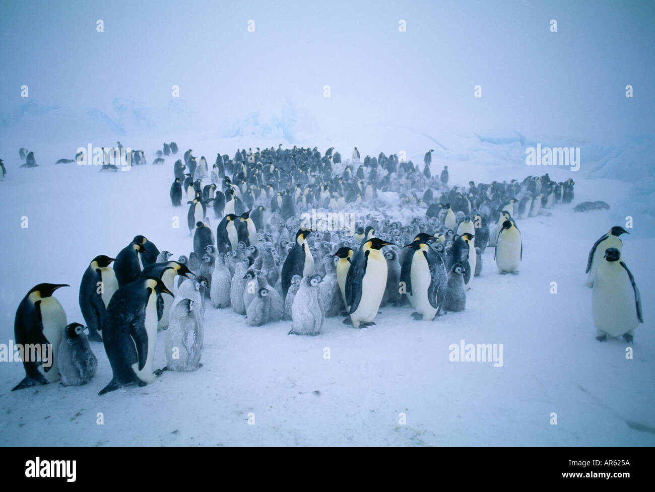 Pinguino imperatore Aptenodytes forsteri gruppo riuniti durante la tempesta di mare di Weddell Antartide Foto Stock