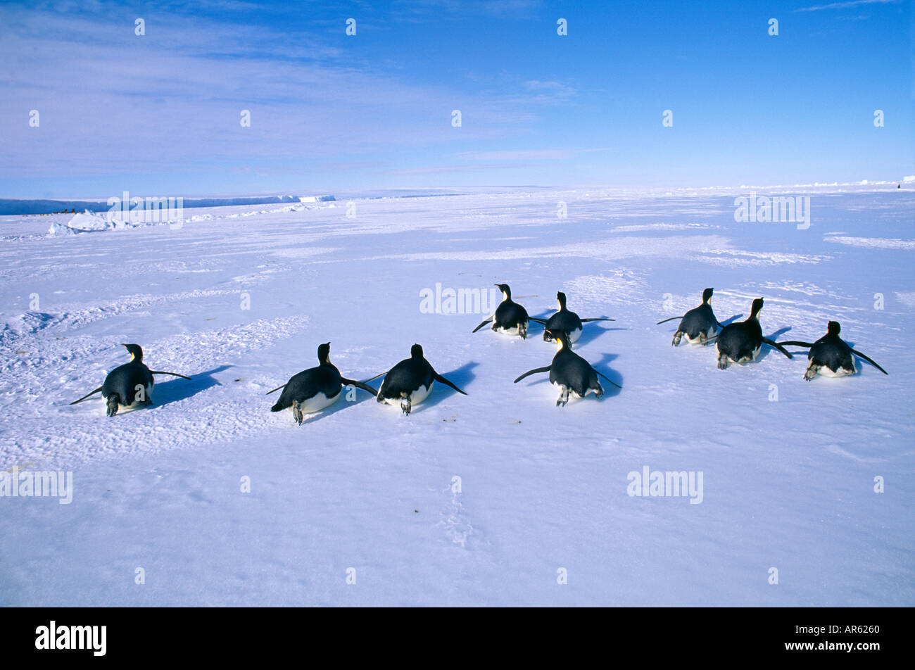Pinguini imperatore Aptenodytes forsteri gruppo tornando a Colonia dal mare attraverso il mare di ghiaccio del mare di Weddell Foto Stock
