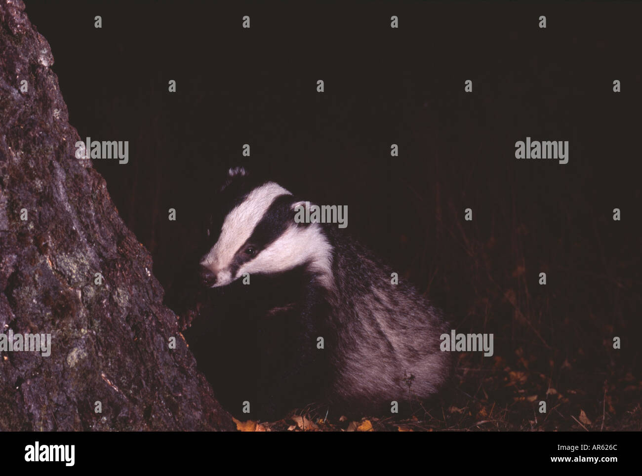 Badger Meles meles UK autunno Foto Stock