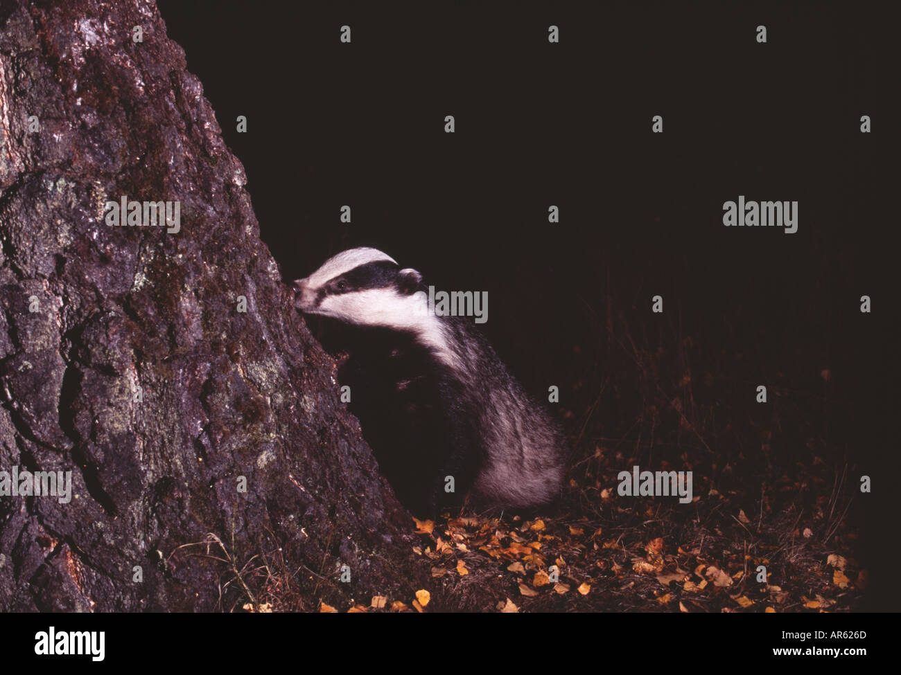 Badger Meles meles UK autunno Foto Stock