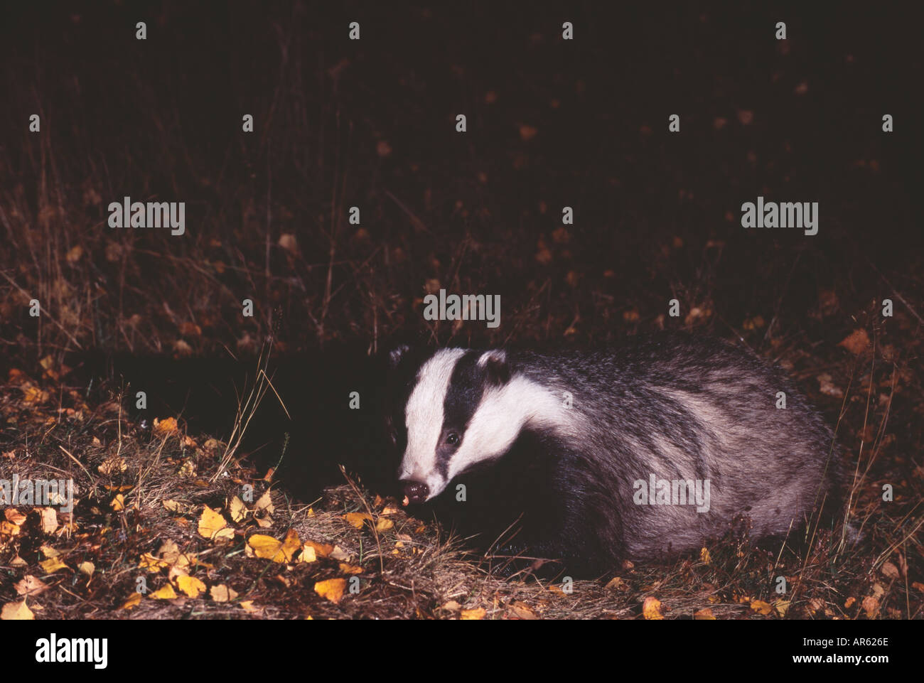 Badger Meles meles UK autunno Foto Stock