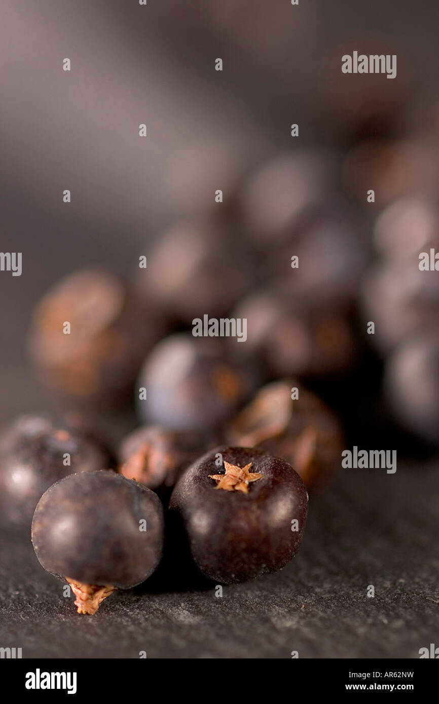 Tutta le bacche di ginepro Foto Stock