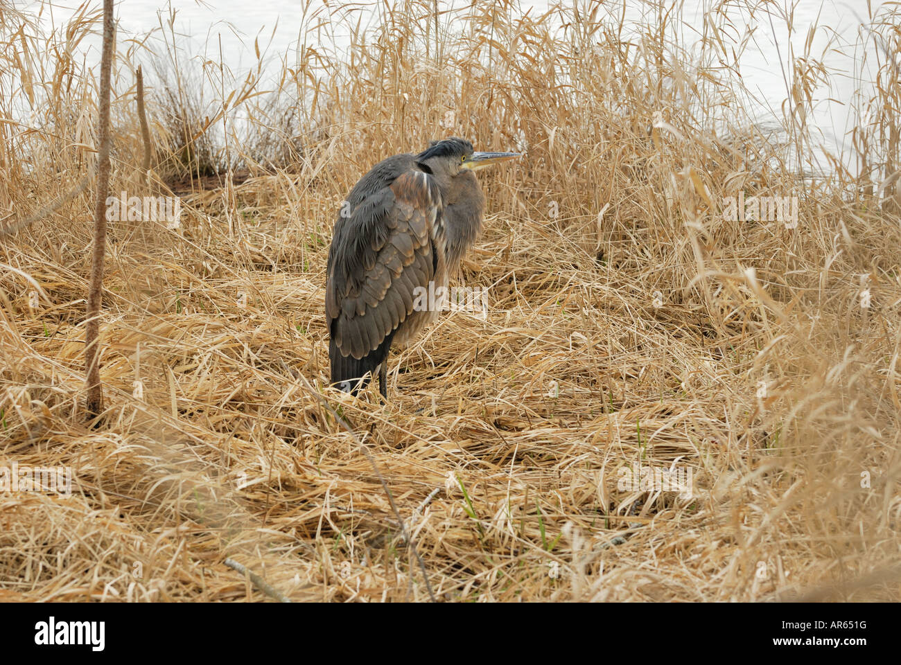 I capretti airone blu Foto Stock